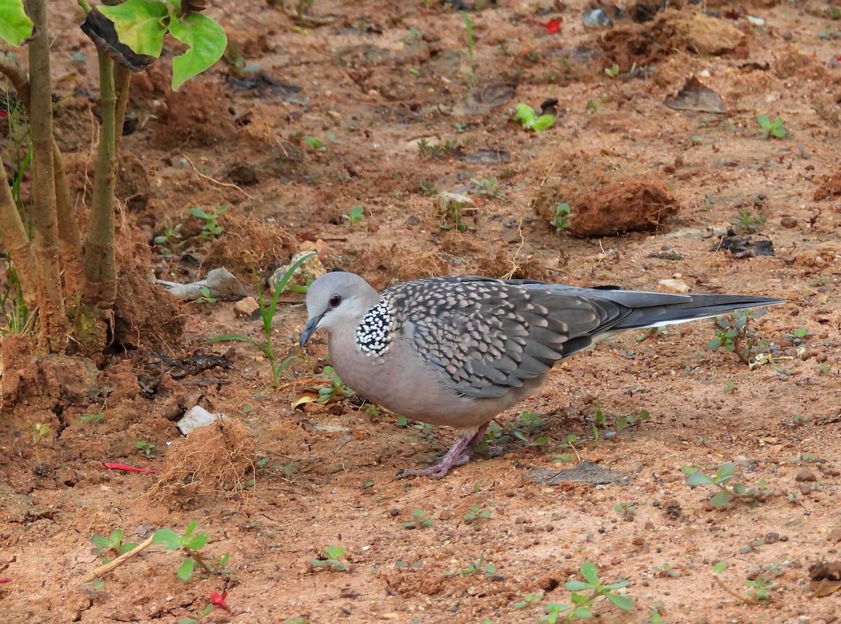 珠頸斑鳩 - ML620634675