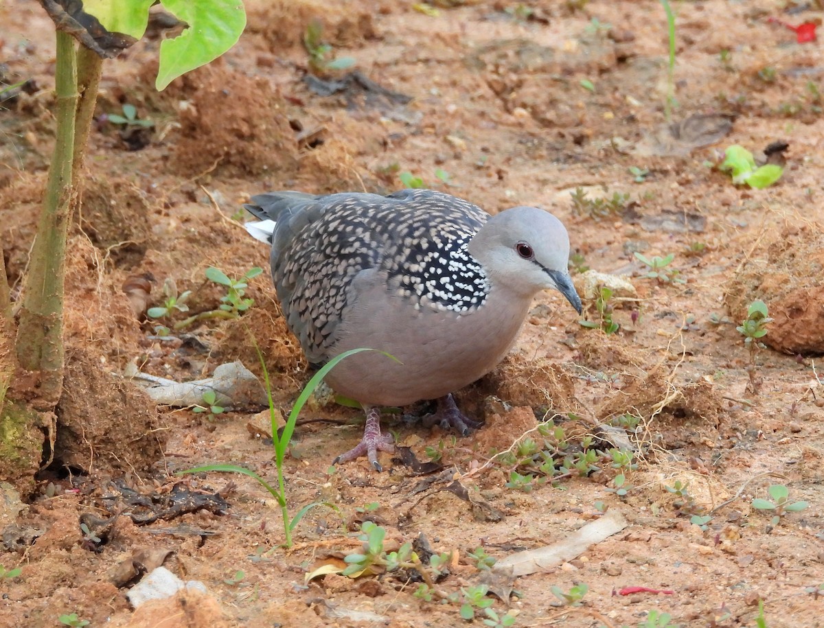 Spotted Dove - ML620634676