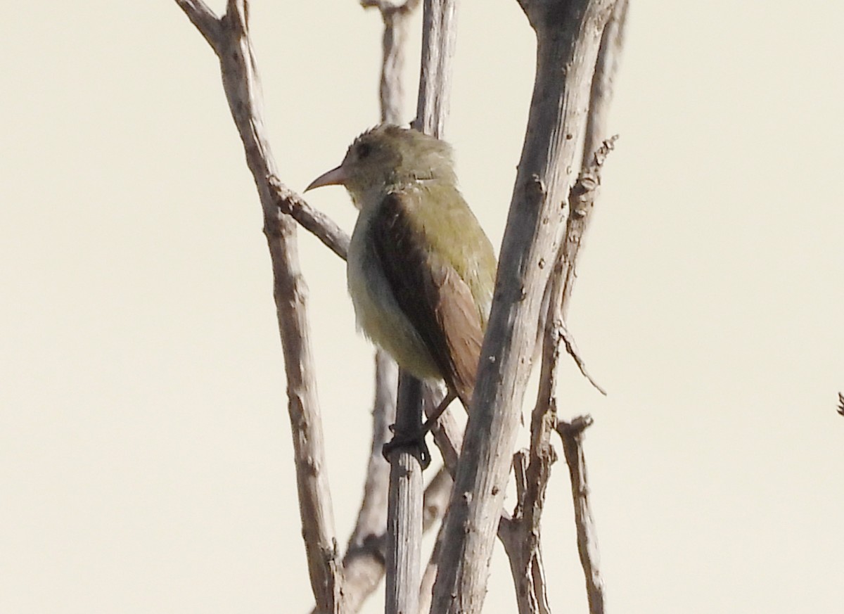 Pale-billed Flowerpecker - ML620634688