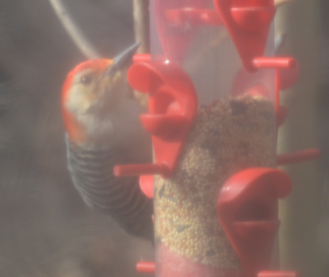 Red-headed Woodpecker - ML620634690