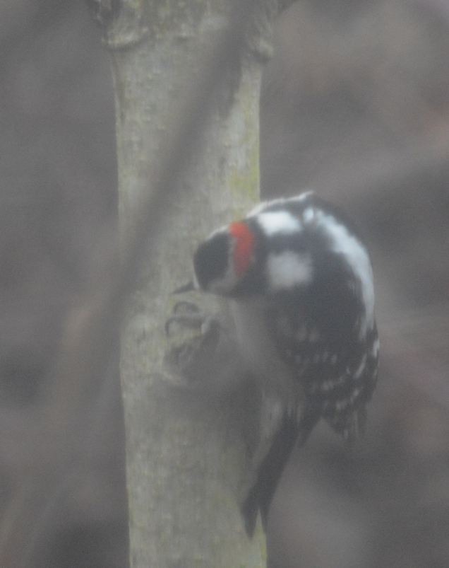 Red-headed Woodpecker - ML620634692