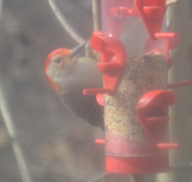 Red-headed Woodpecker - ML620634693