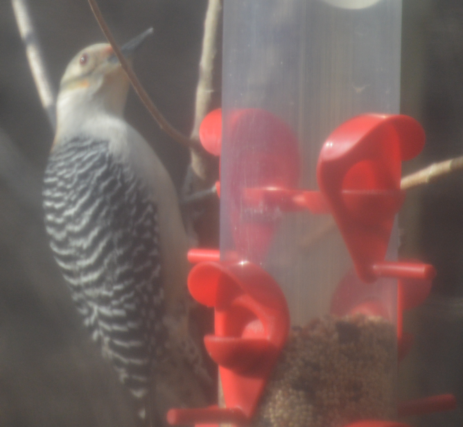 Red-headed Woodpecker - ML620634694