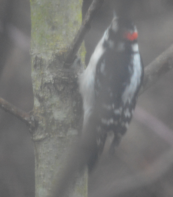 Red-headed Woodpecker - ML620634695