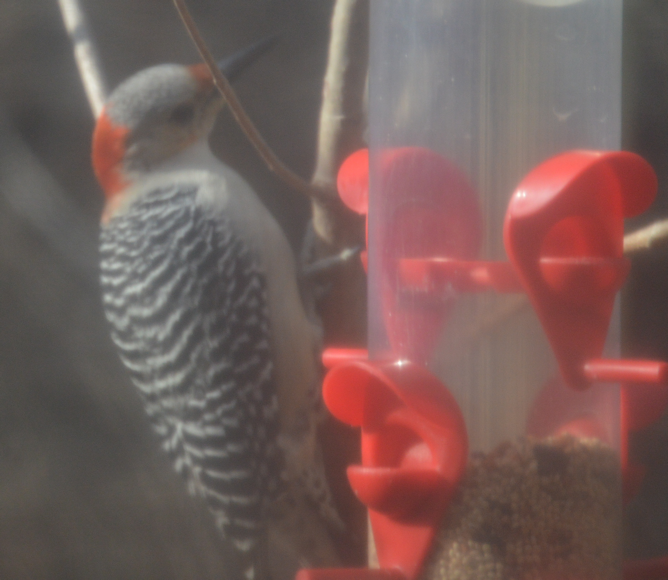 Red-headed Woodpecker - ML620634697