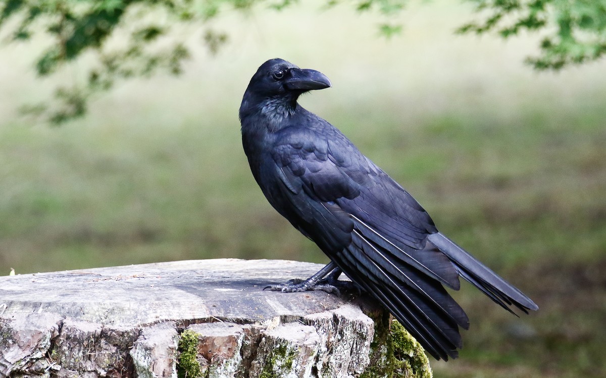 Large-billed Crow (Large-billed) - ML620634709