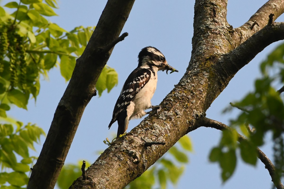 Hairy Woodpecker - ML620634718