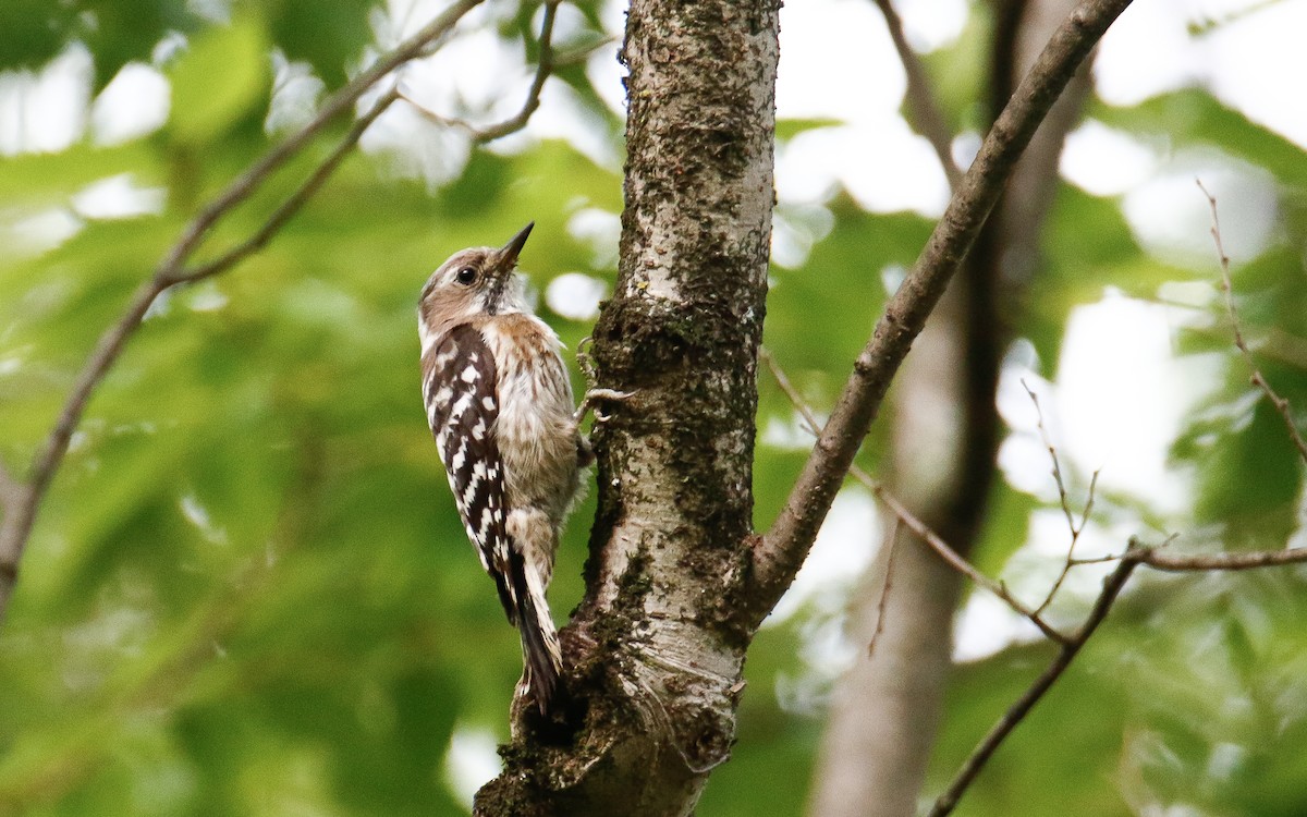 Japanese Pygmy Woodpecker - ML620634728