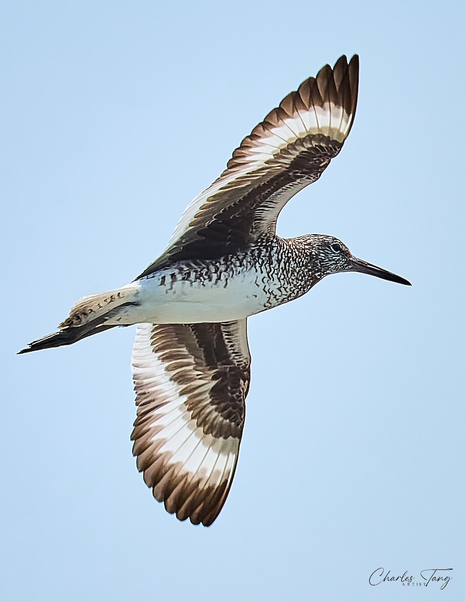 Willet - ML620634736