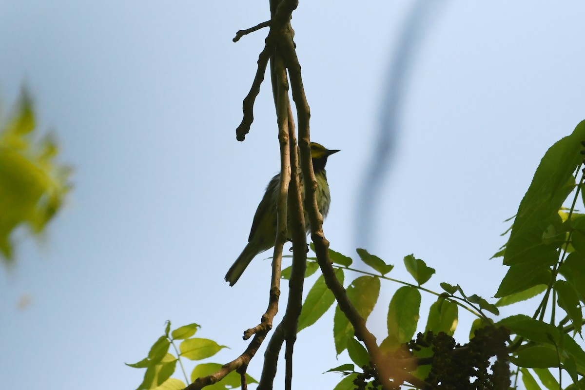 Black-throated Green Warbler - ML620634743