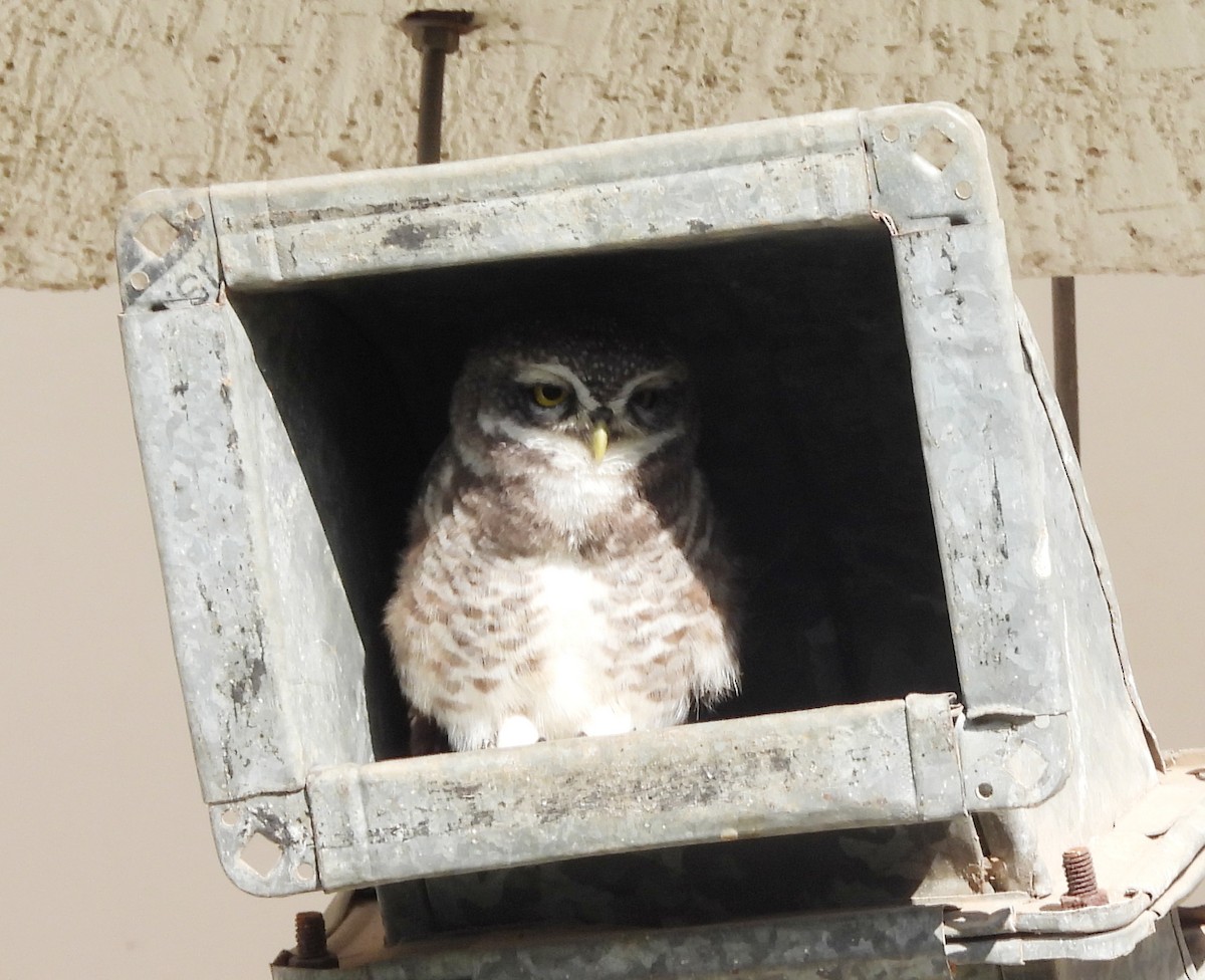 Spotted Owlet - ML620634745