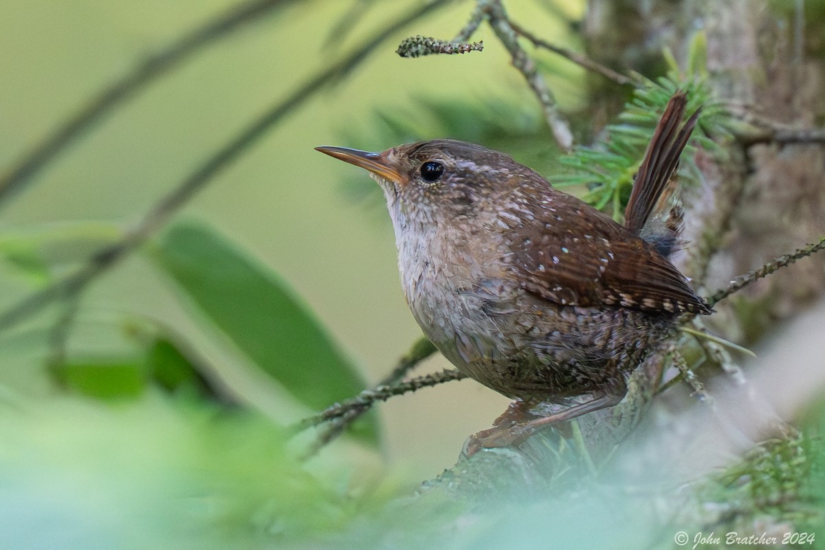 Winter Wren - ML620634746