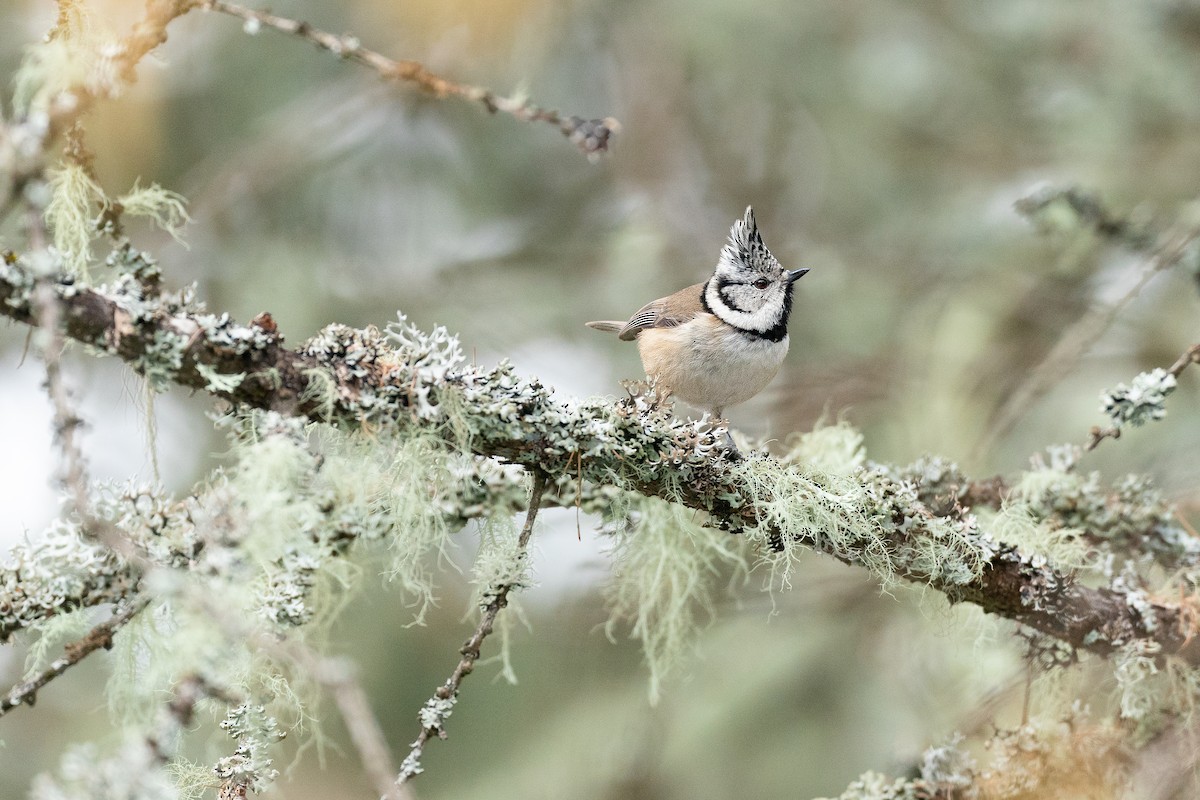 Crested Tit - ML620634751