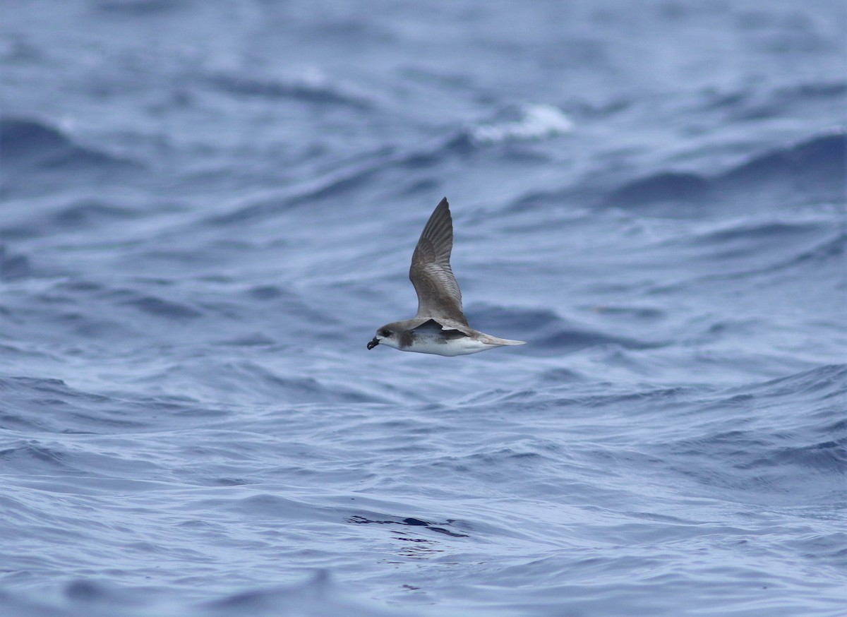 Petrel Gongón (Islas Desertas) - ML620634752