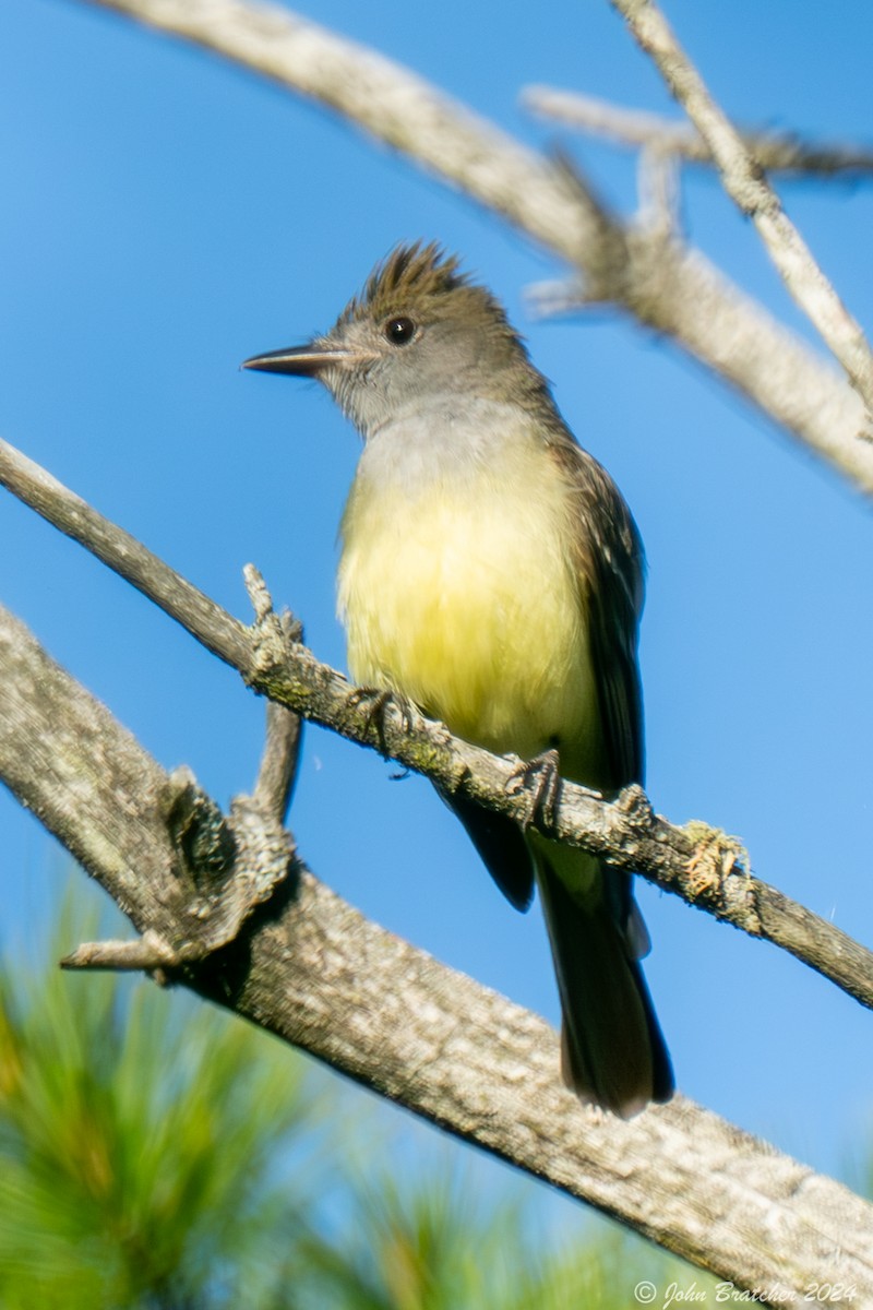 Great Crested Flycatcher - ML620634761