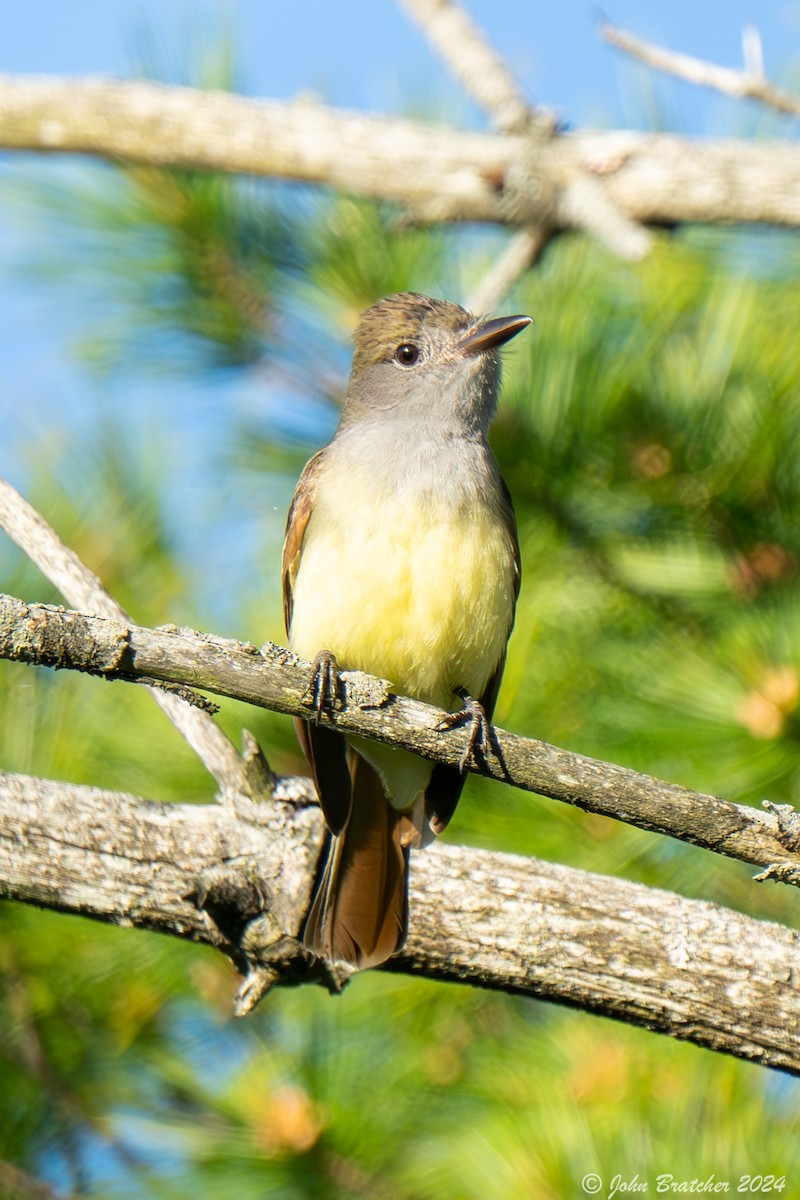 Great Crested Flycatcher - ML620634762