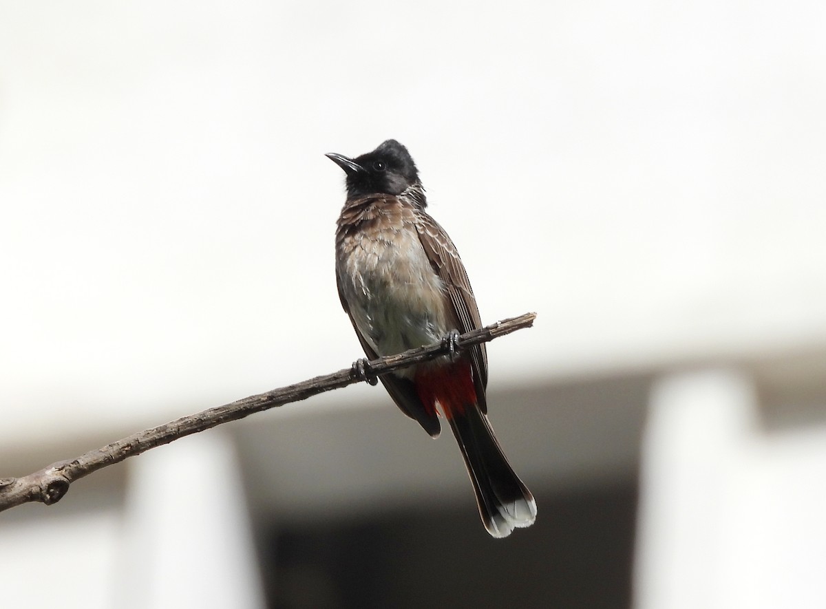 Red-vented Bulbul - ML620634765