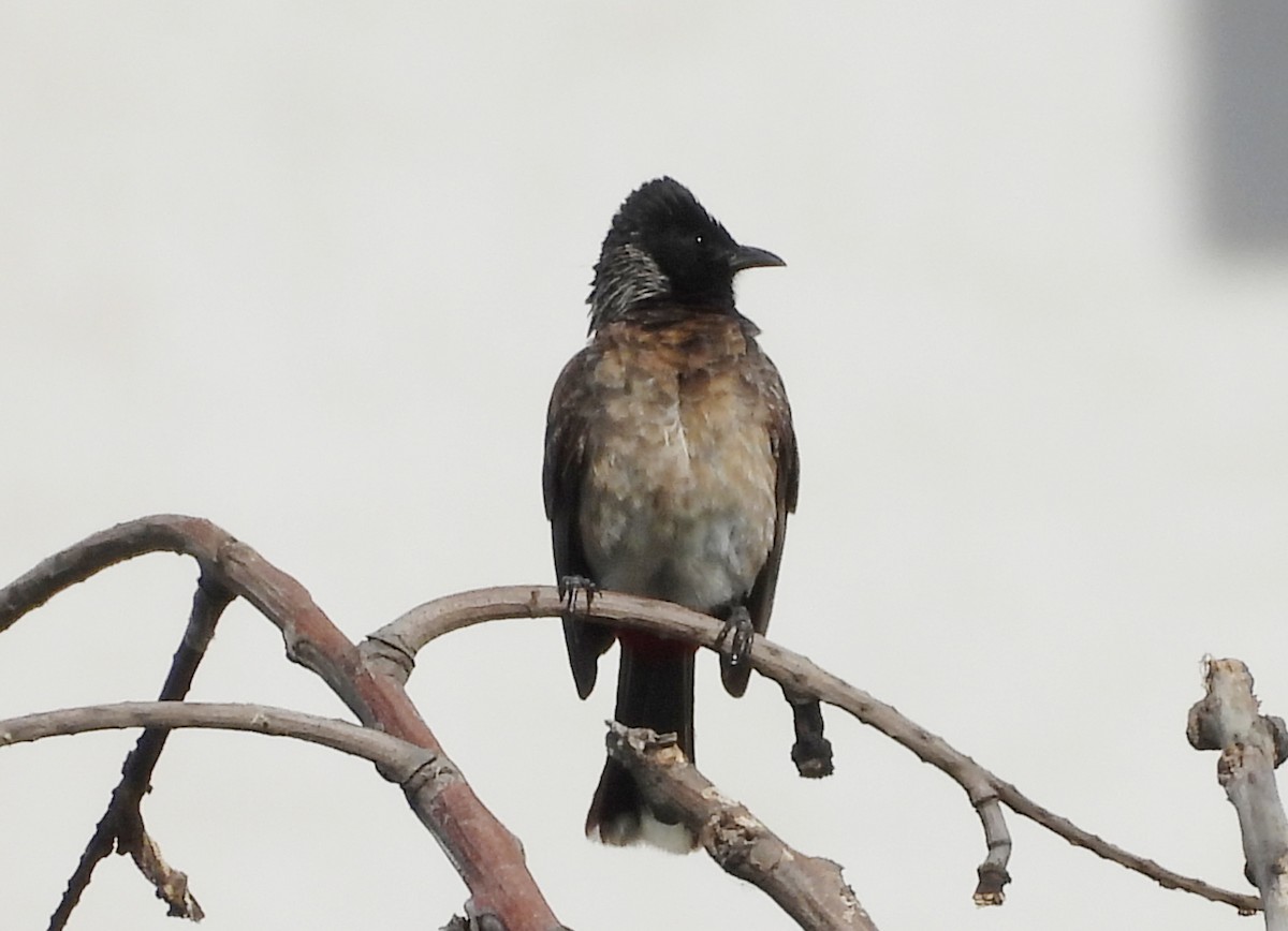 Red-vented Bulbul - ML620634766