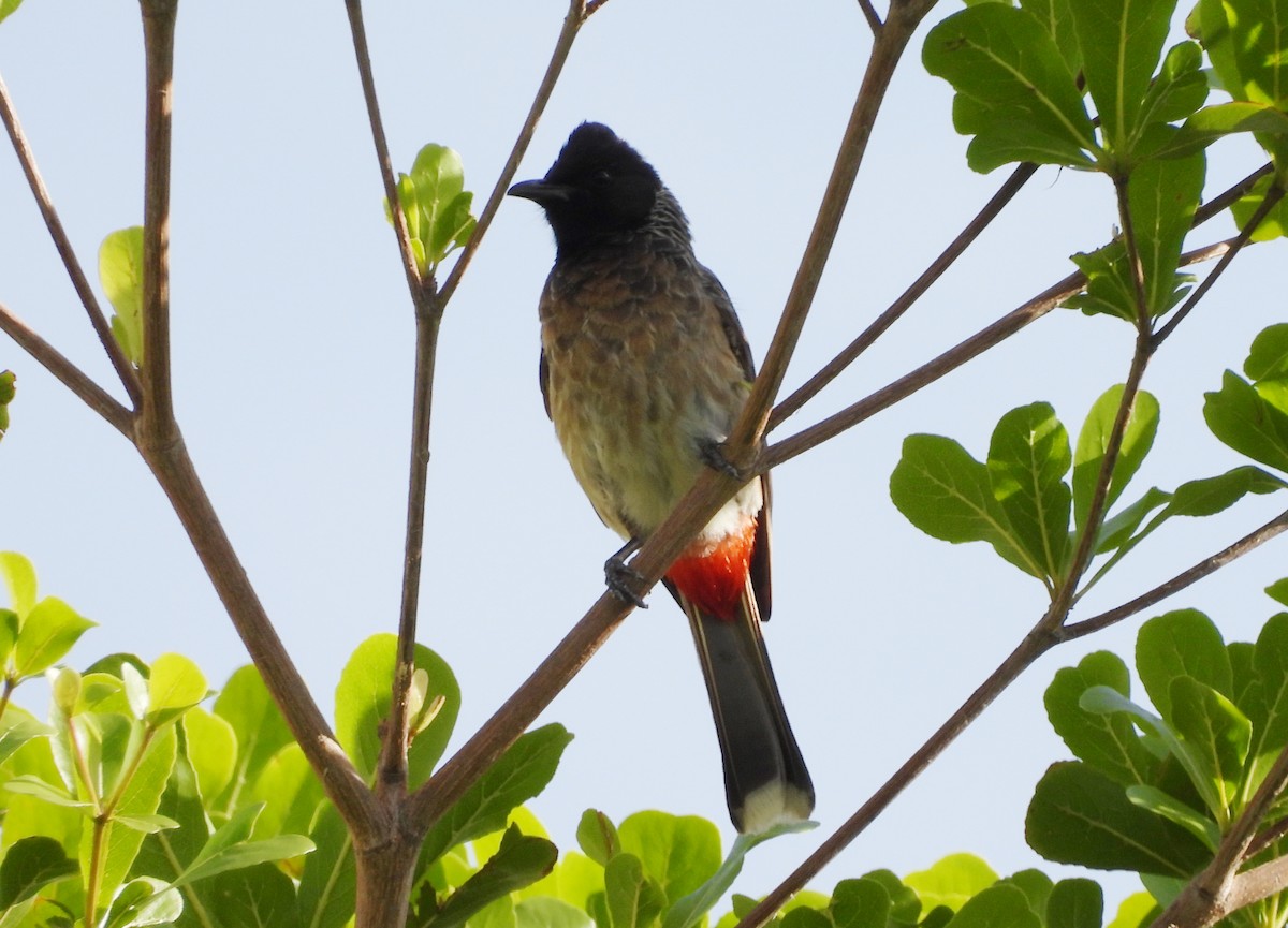 Red-vented Bulbul - ML620634767