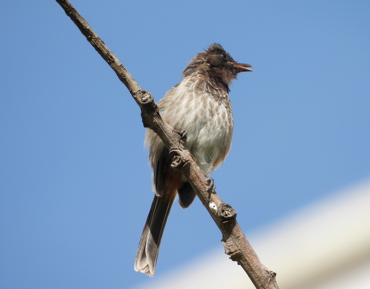 Red-vented Bulbul - ML620634768