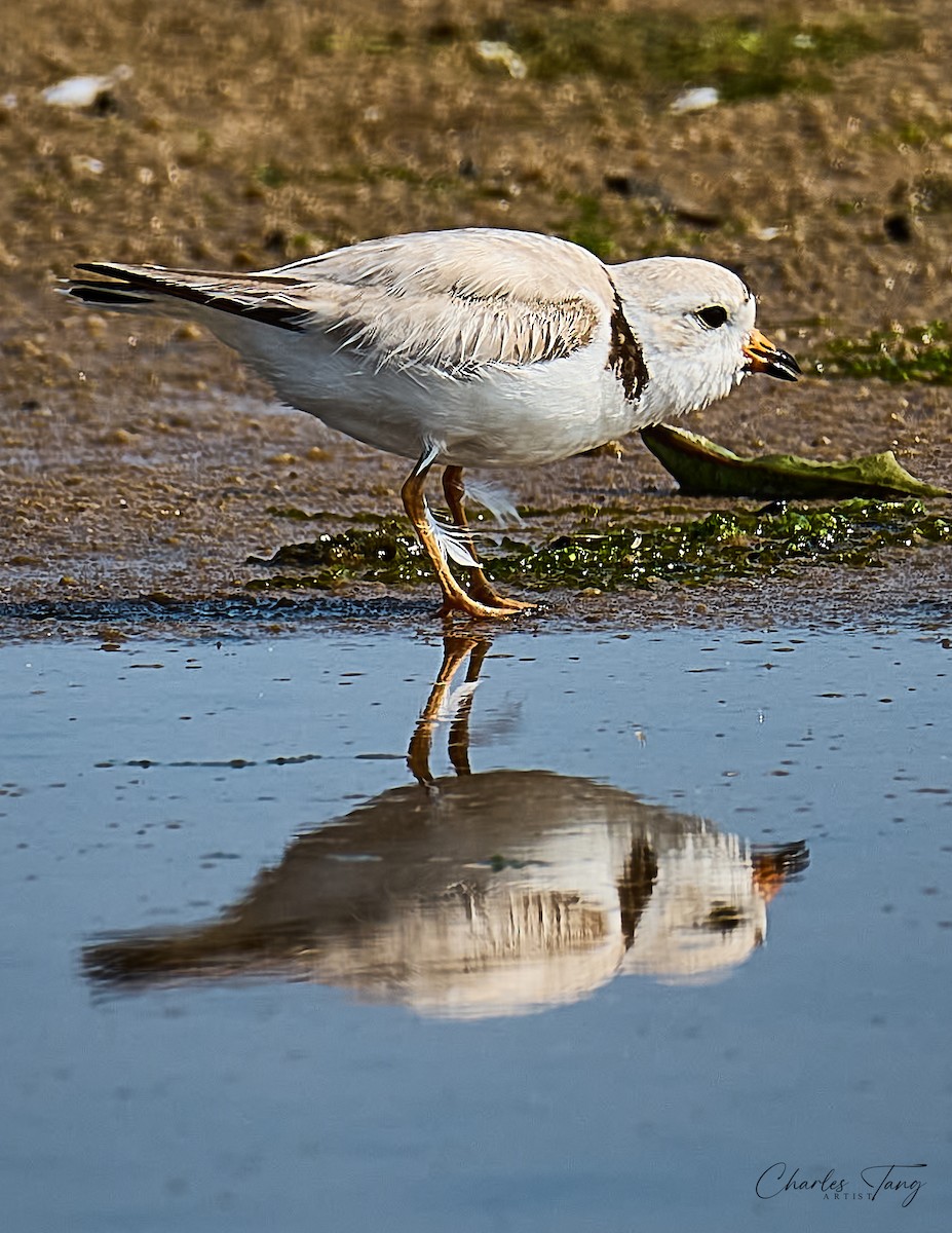 Piping Plover - ML620634769