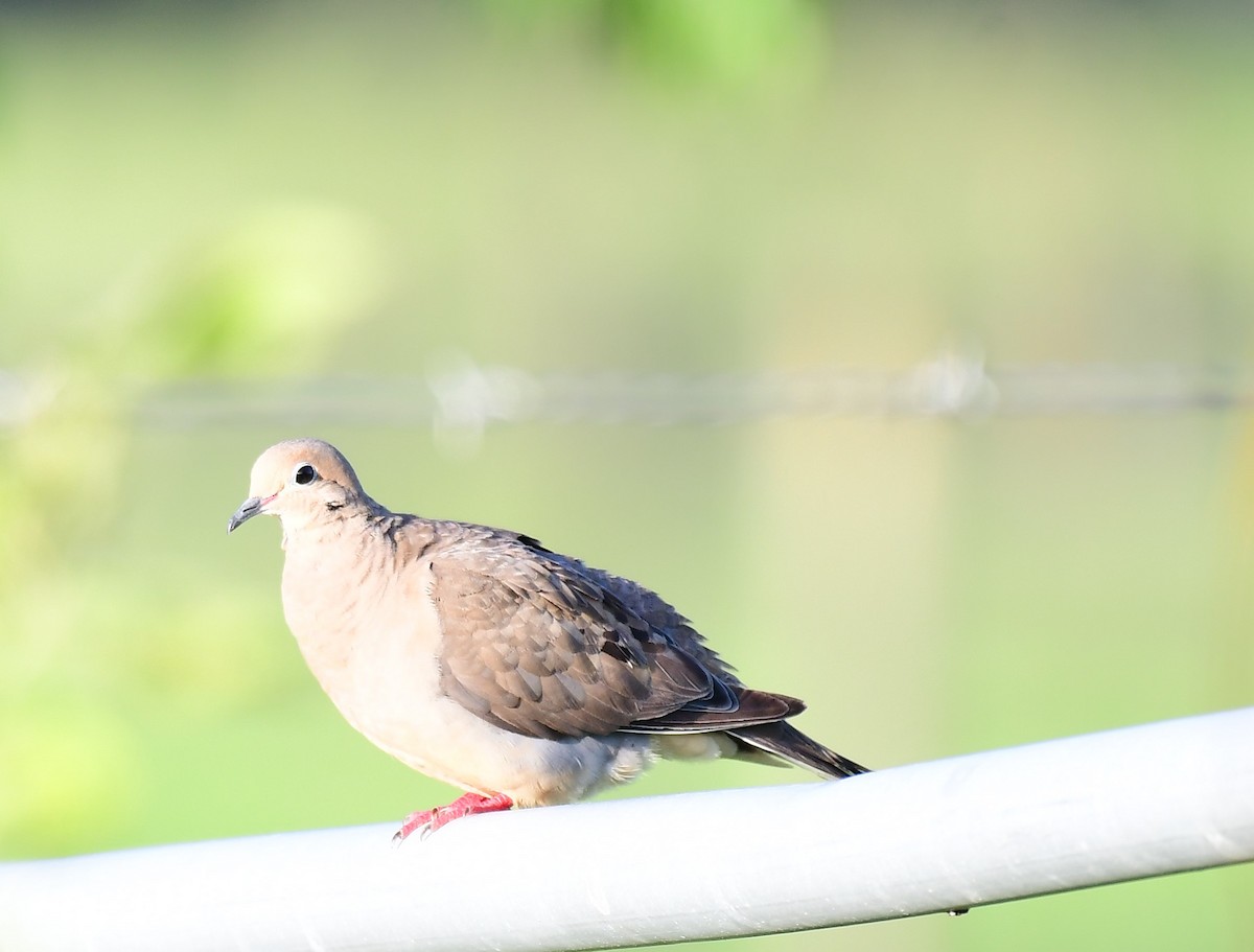 Mourning Dove - ML620634783