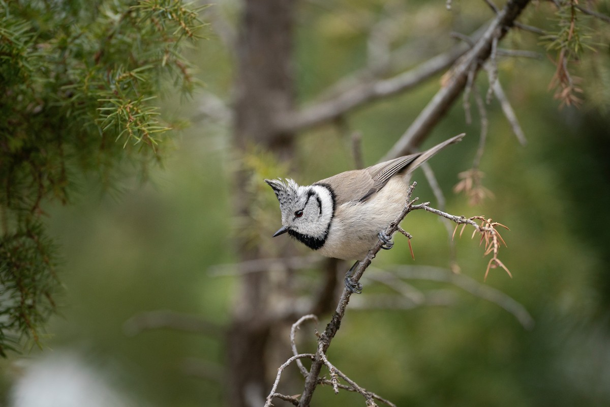 Crested Tit - ML620634784