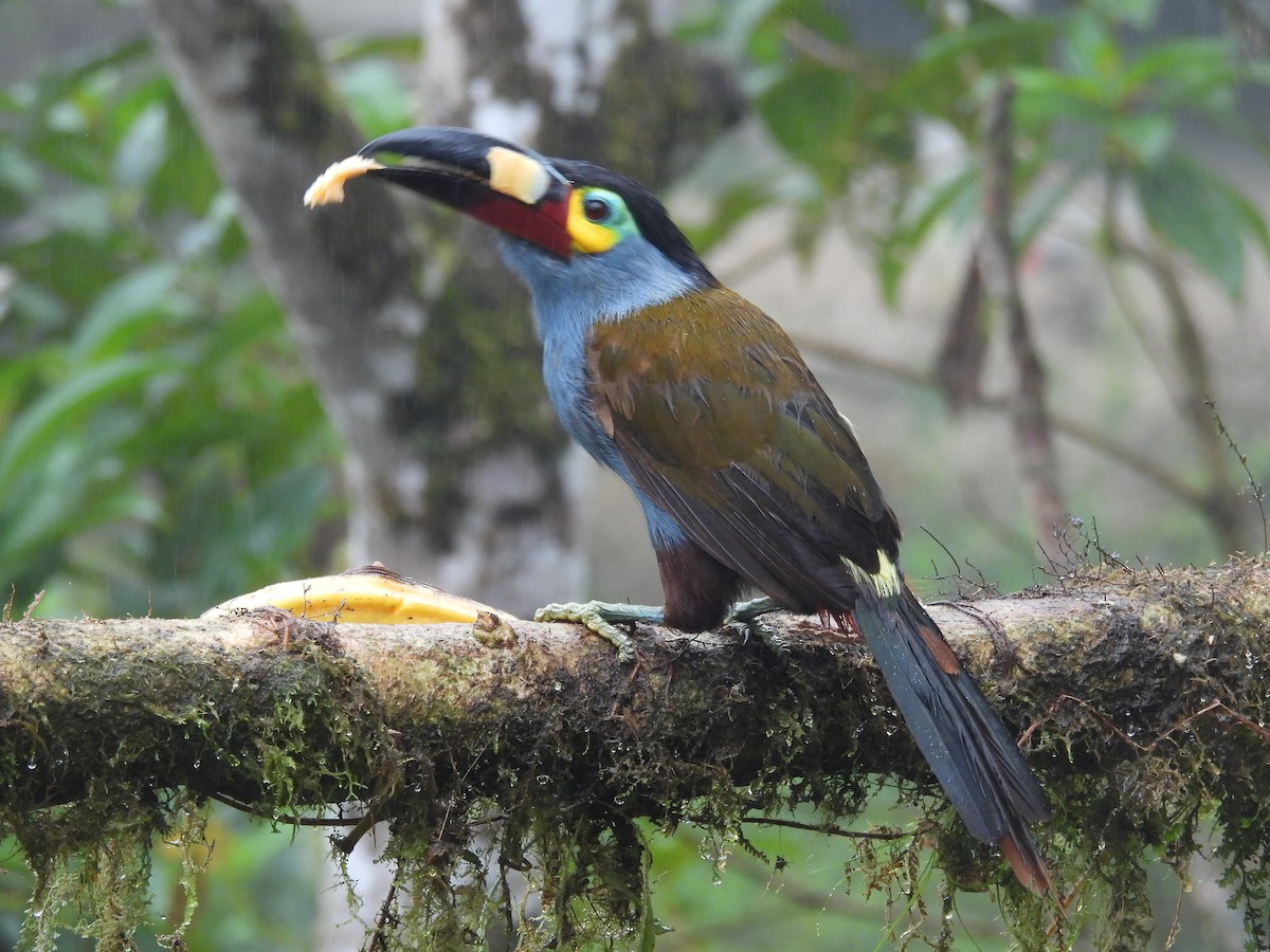 Plate-billed Mountain-Toucan - ML620634788