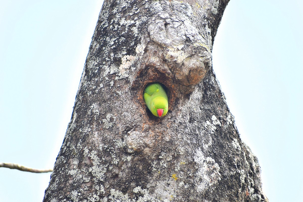 Alexandrine Parakeet - ML620634792