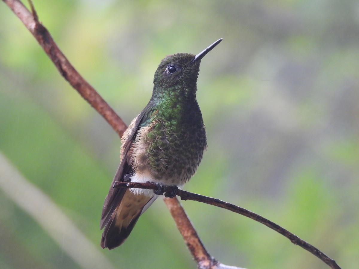 Buff-tailed Coronet - ML620634794