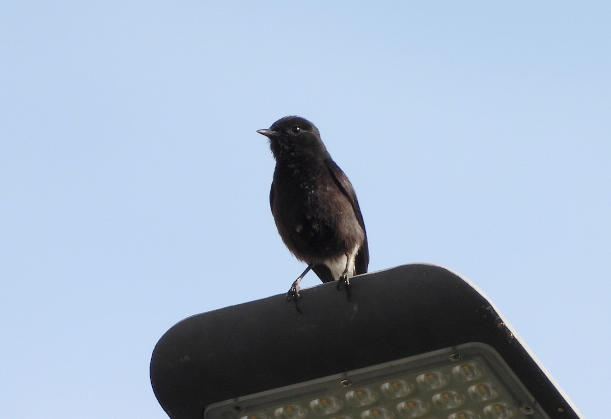 Pied Bushchat - Manju Sinha