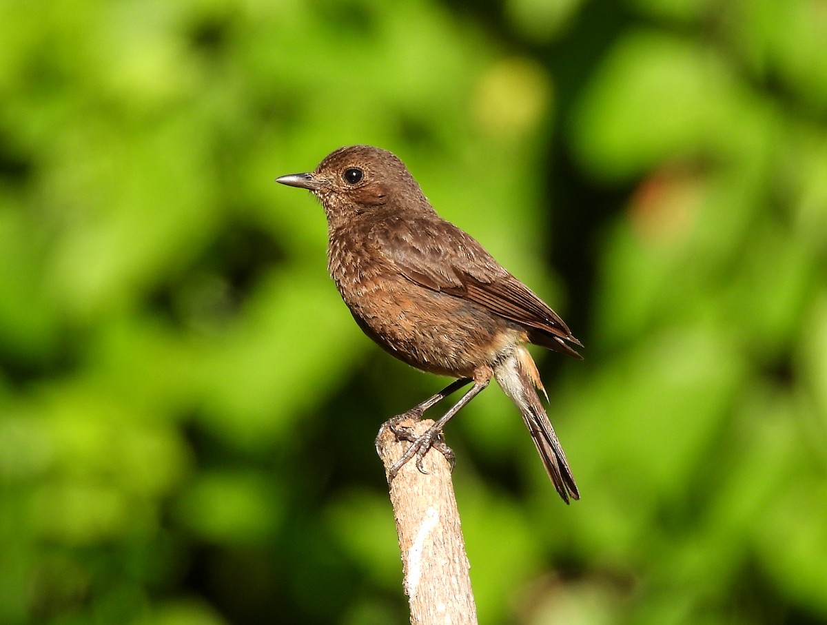 Pied Bushchat - Manju Sinha