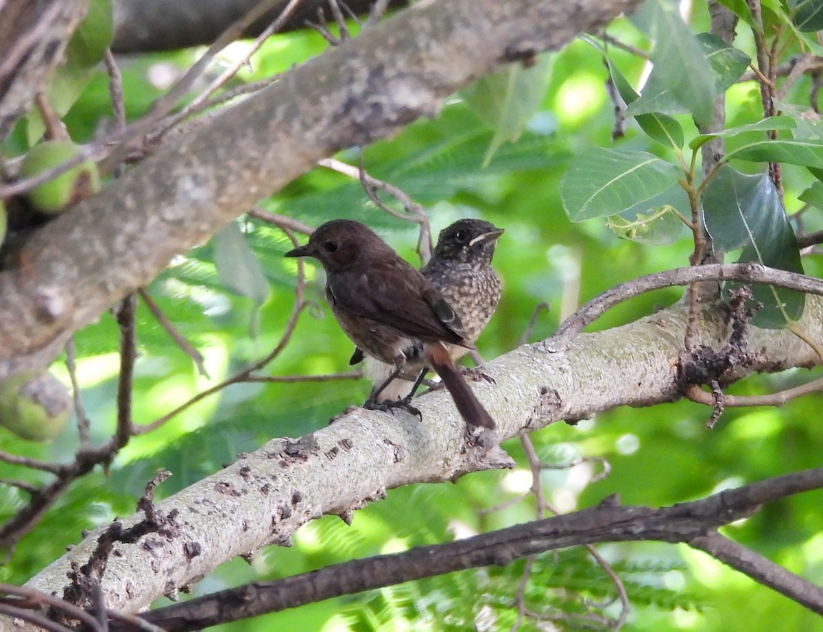 Pied Bushchat - ML620634799