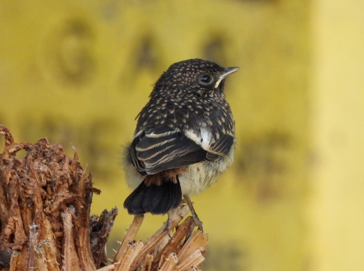 Pied Bushchat - ML620634801