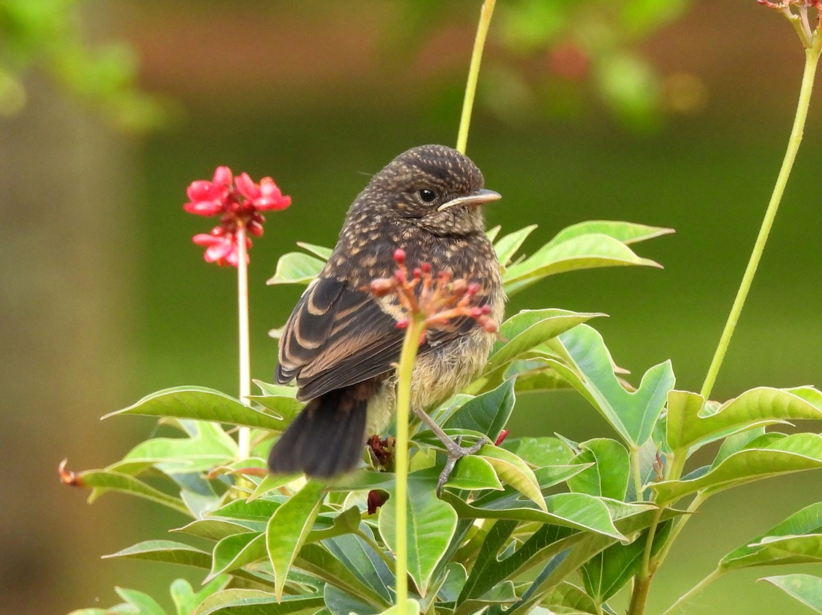 Pied Bushchat - ML620634802