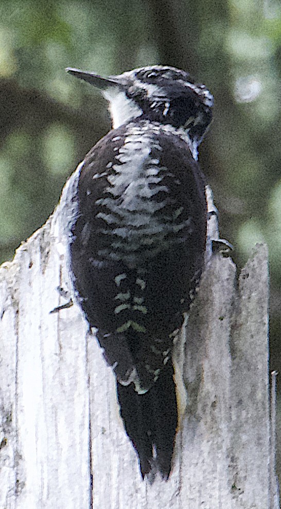 American Three-toed Woodpecker - ML620634819