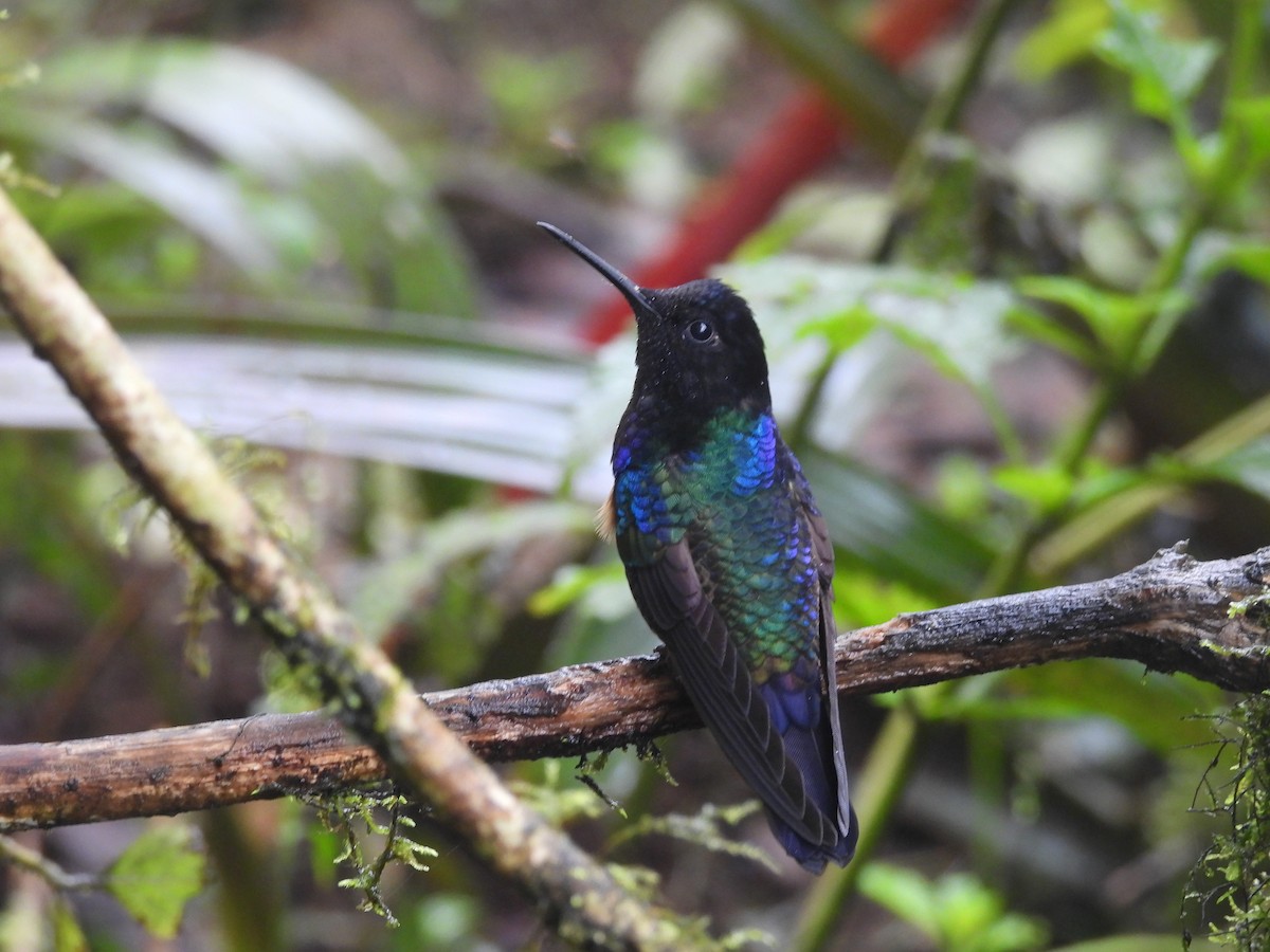 kolibřík hyacintový - ML620634824