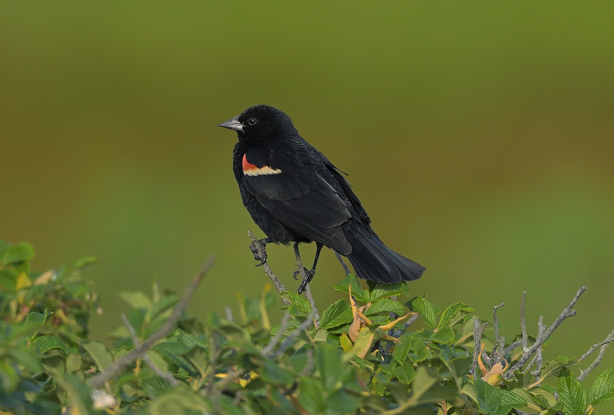 Red-winged Blackbird - ML620634832