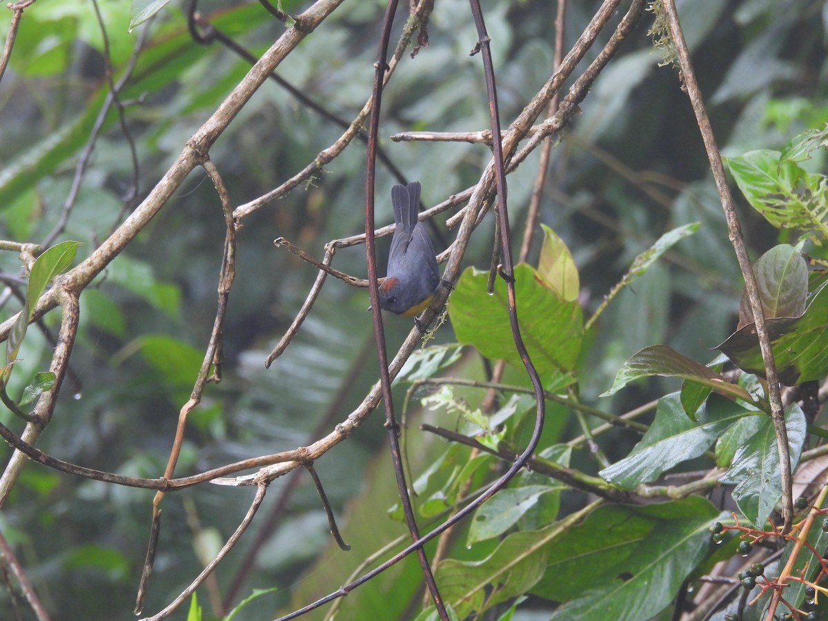 Slate-throated Redstart - ML620634834