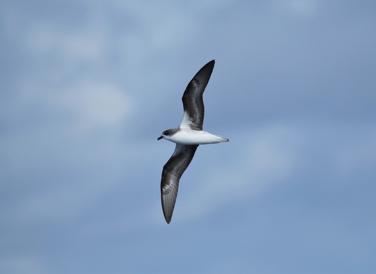 Zino's Petrel - ML620634835