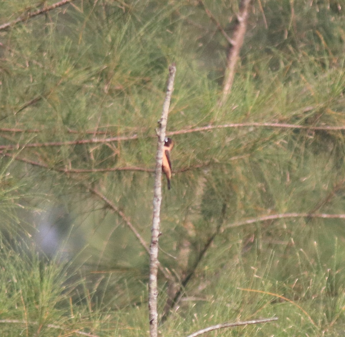 Black-throated Munia - ML620634838