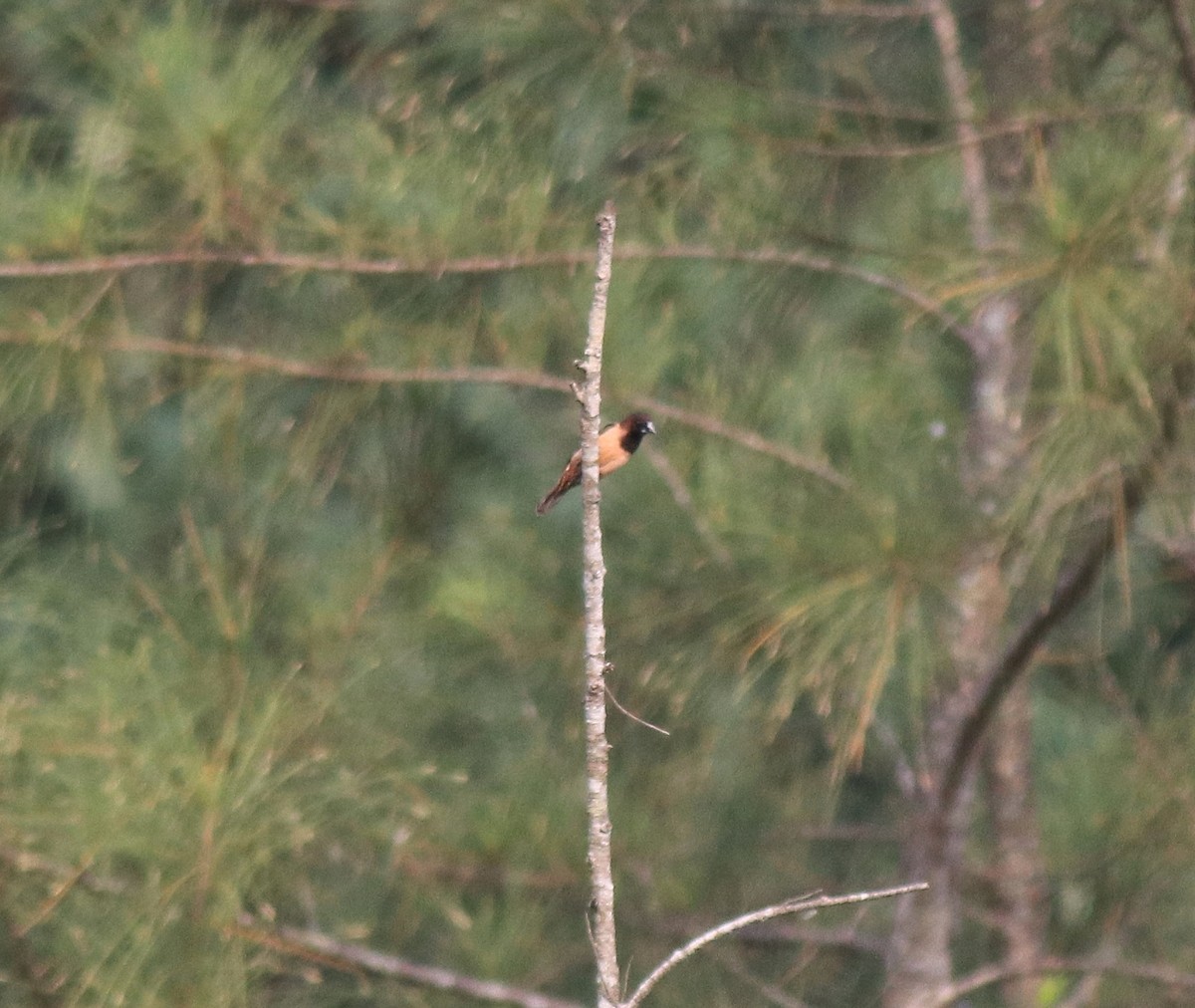 Black-throated Munia - ML620634839