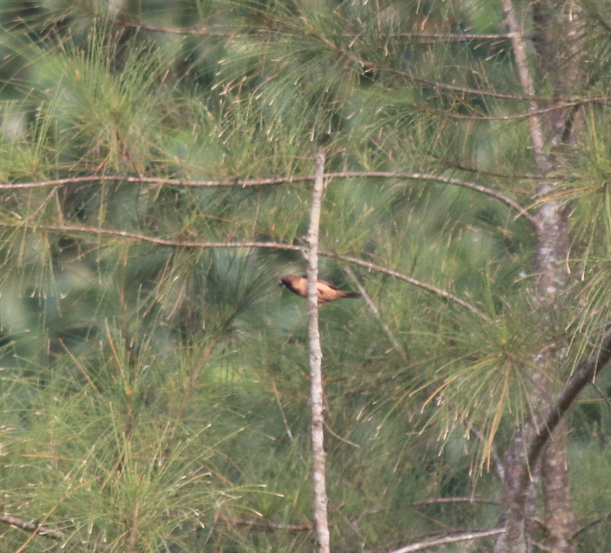 Black-throated Munia - ML620634840