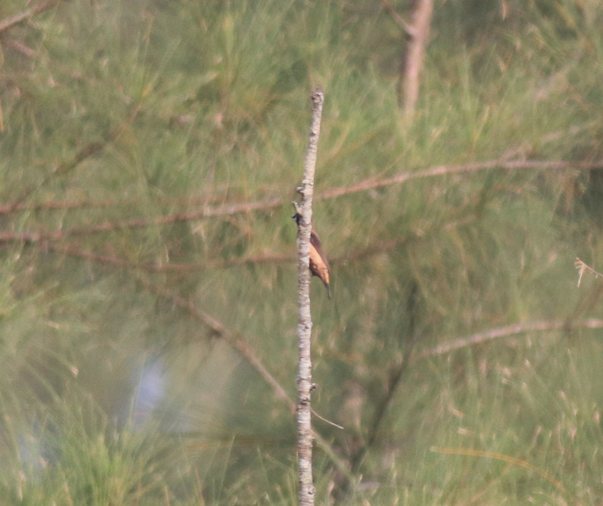 Black-throated Munia - ML620634843