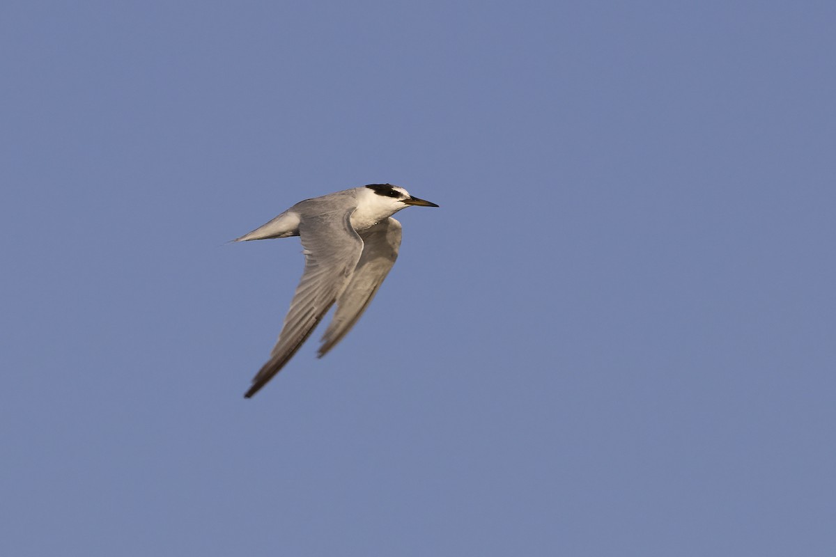 Little Tern - Delfin Gonzalez