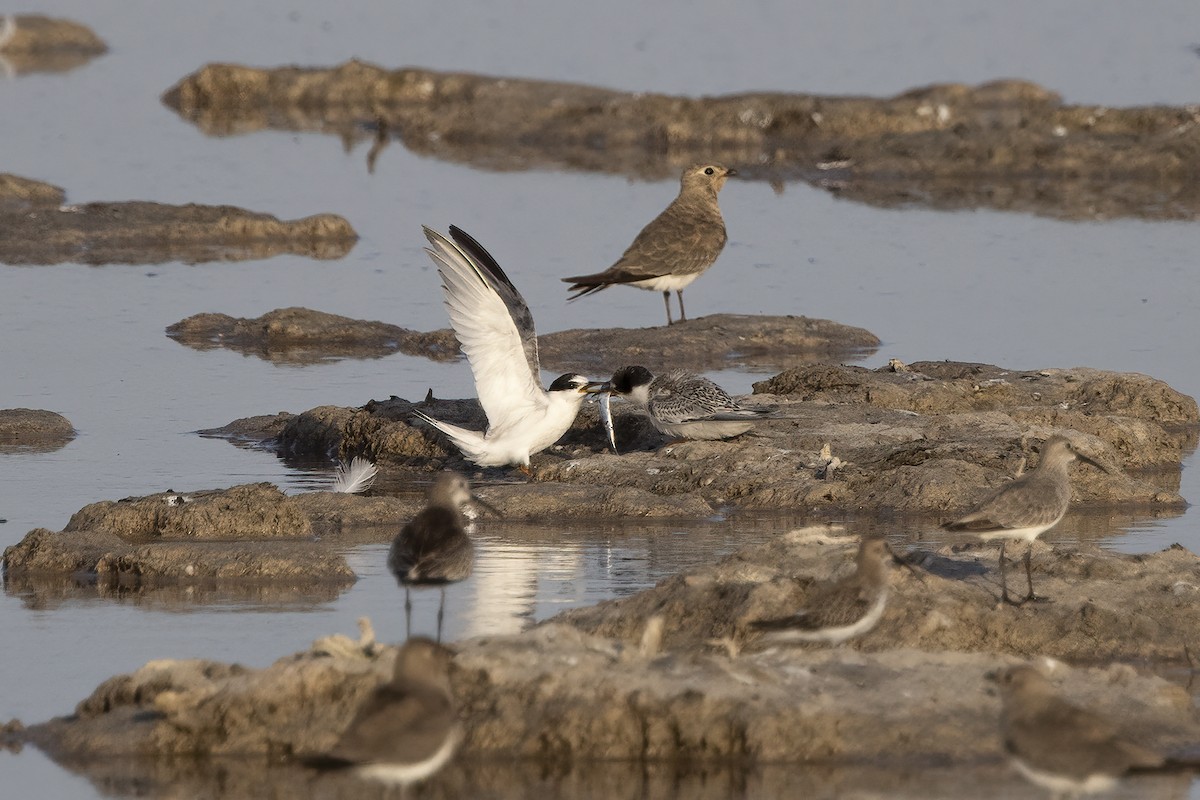 Little Tern - ML620634849