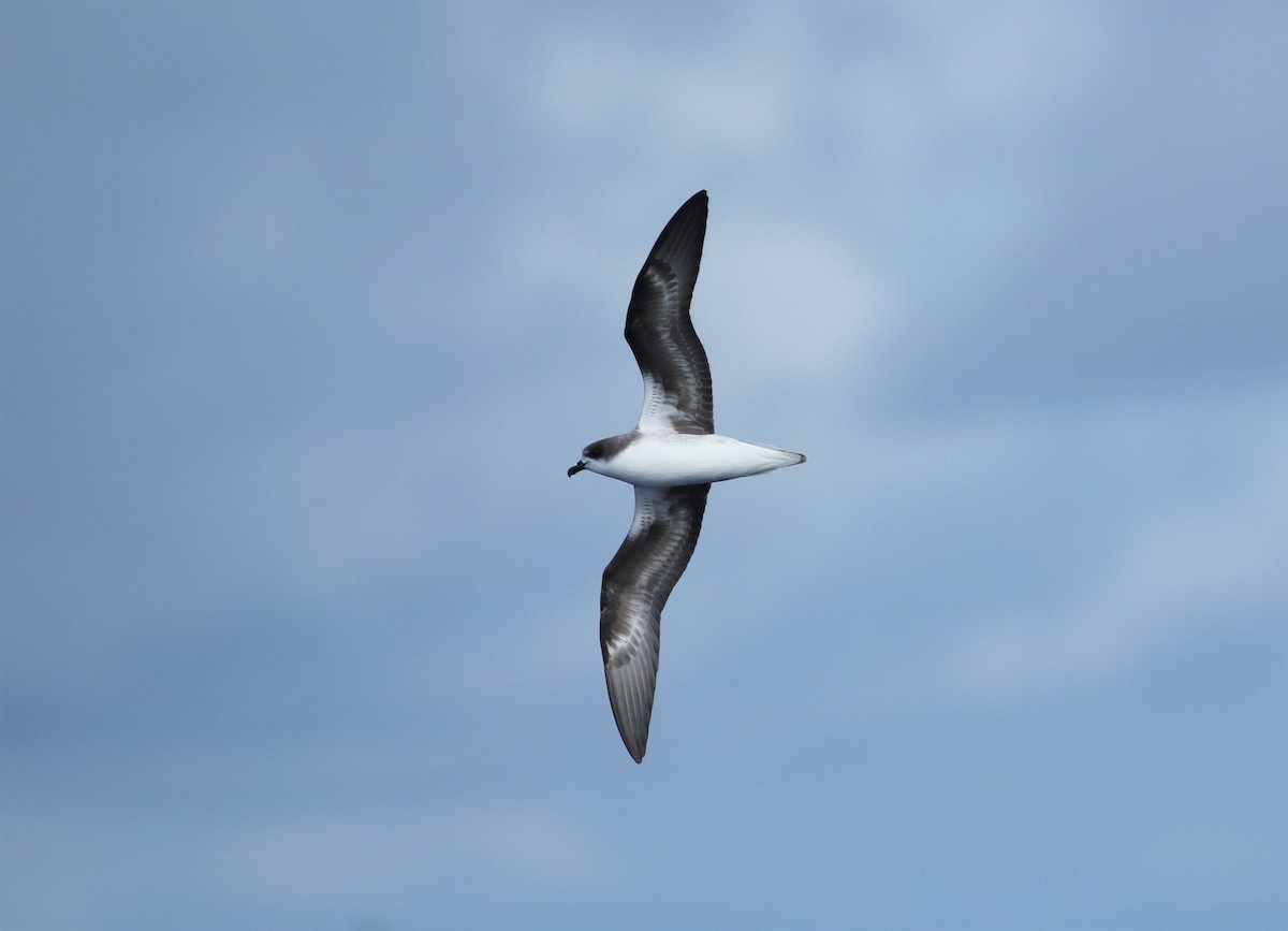 Zino's Petrel - ML620634854