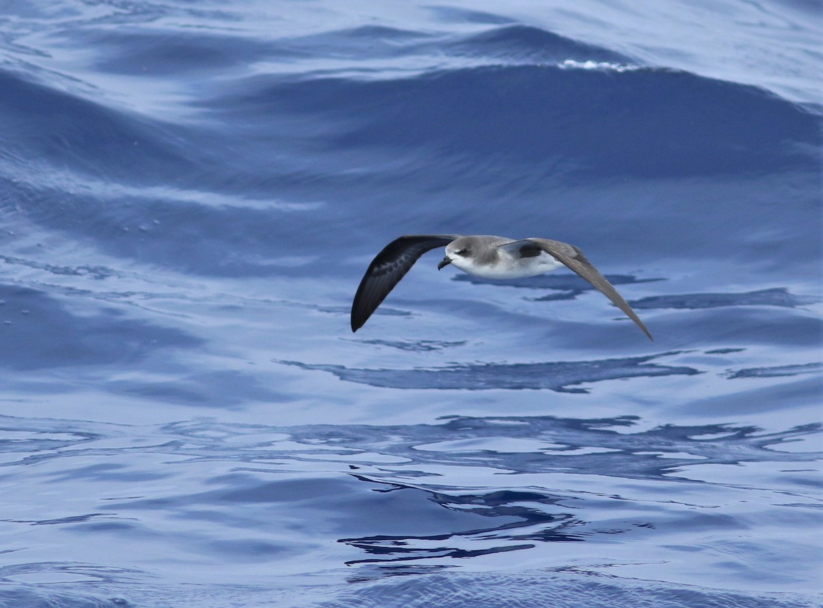 Zino's Petrel - ML620634855