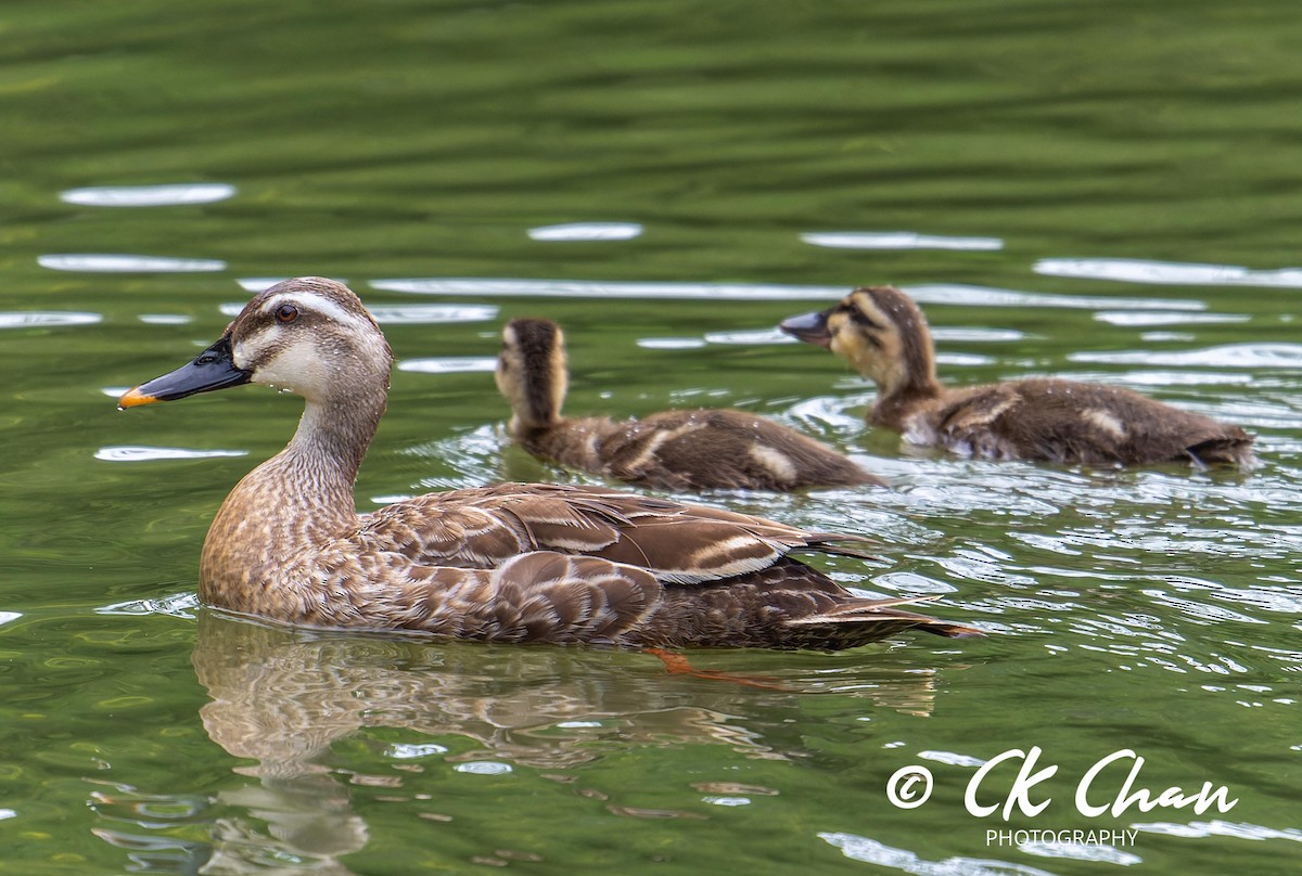 Eastern Spot-billed Duck - ML620634858