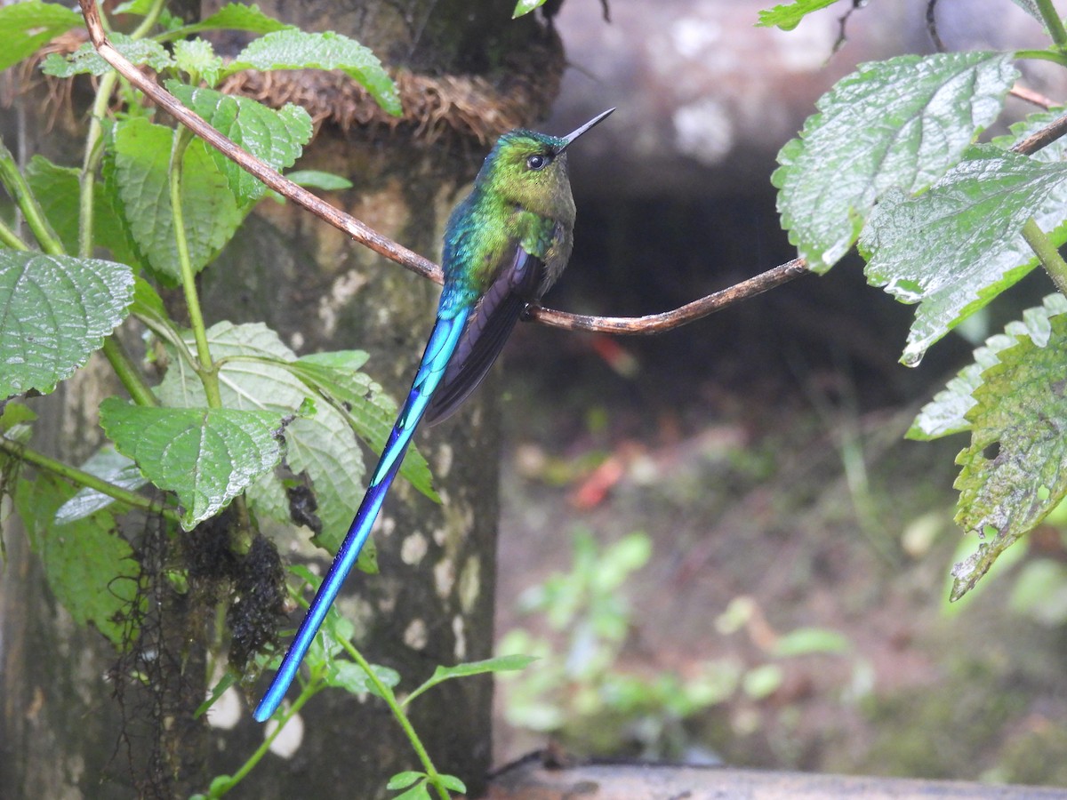 Violet-tailed Sylph - ML620634860